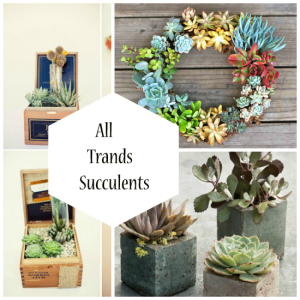 Stage for Succulents